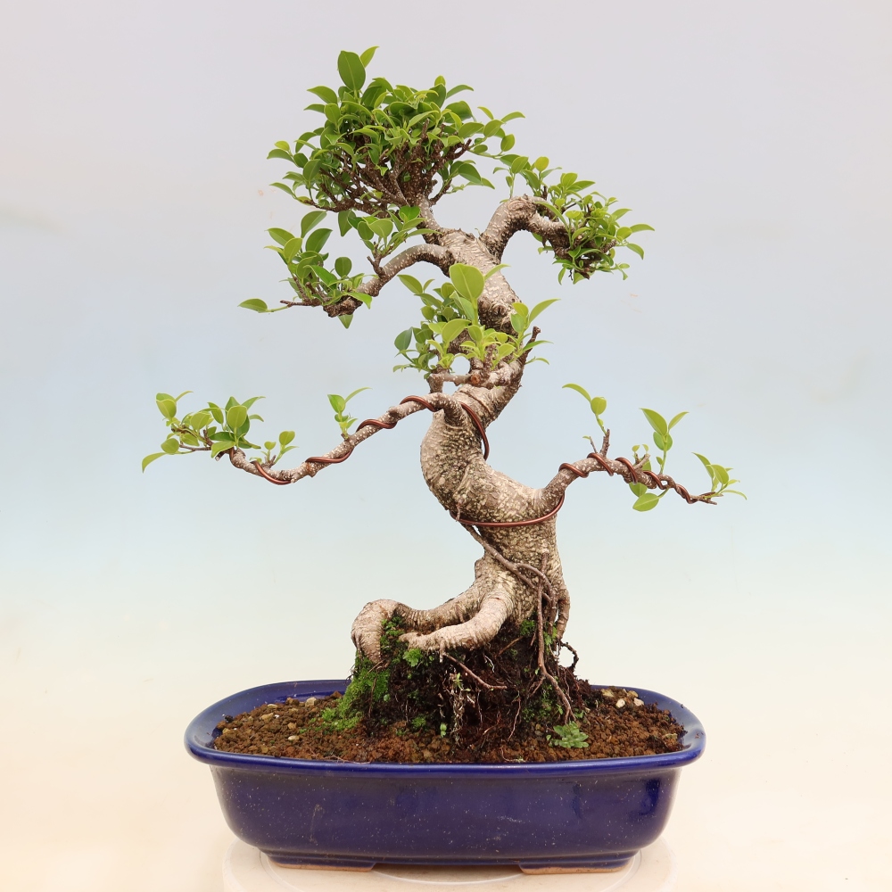 Izbové bonsaje - Ficus kimmen - drobnolistý fikus