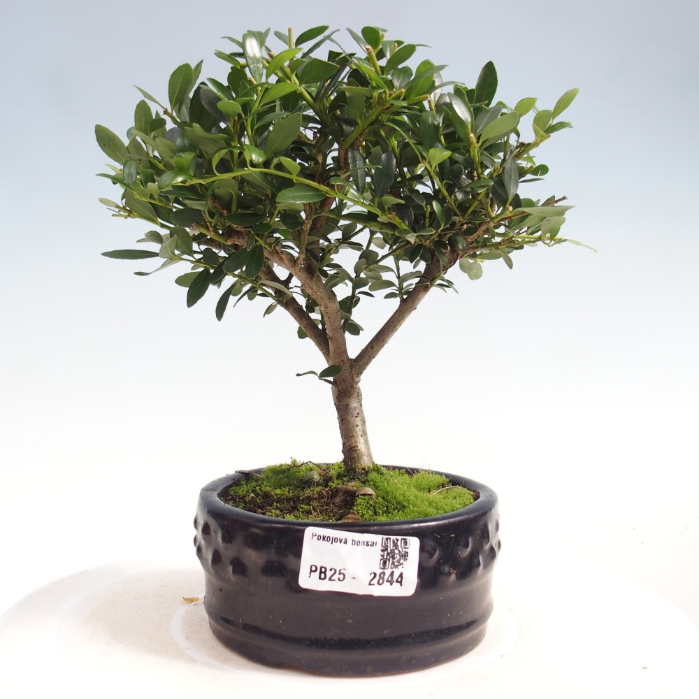 Izbová bonsai - Ilex crenata - Cezmína