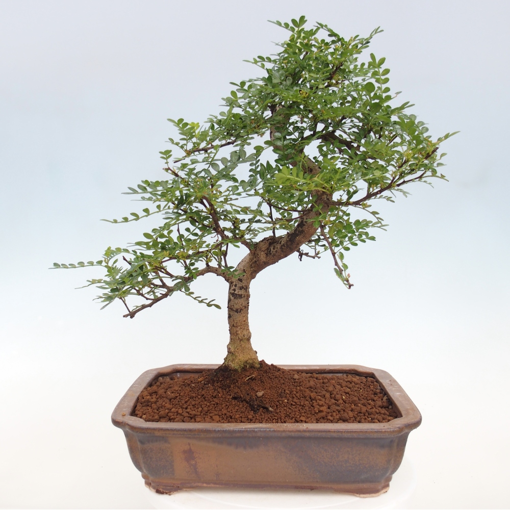Izbová bonsai - Zantoxylum piperitum - korenistý