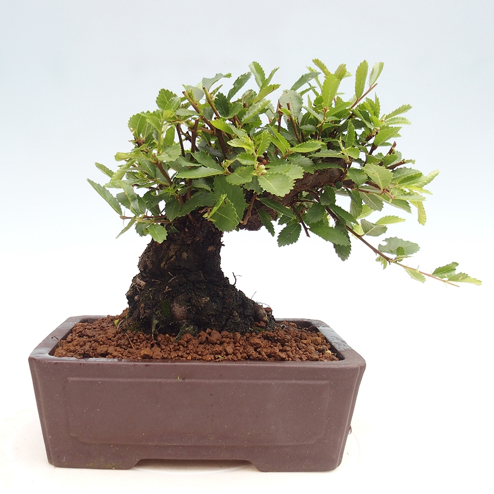 Vonkajšie bonsai - Zelkova - Zelkova Nirom