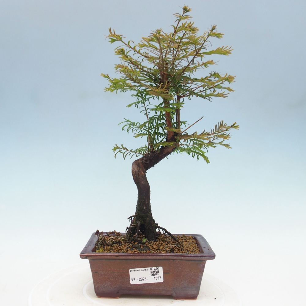 Vonkajšie bonsai - Metasequoia glyptostroboides - Metasekvoja Čínska