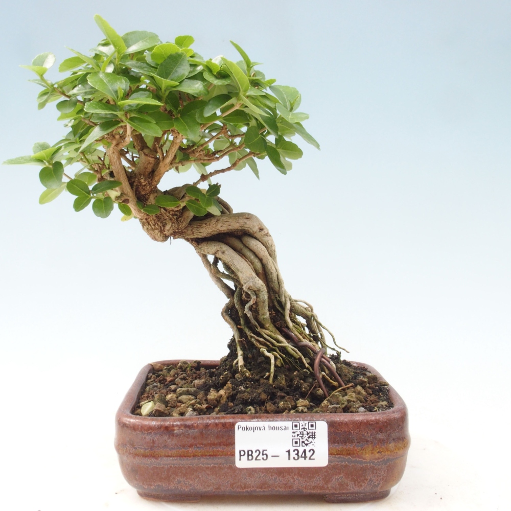 Izbová bonsai - Premna serratifolia - Kozlovoň malolistá