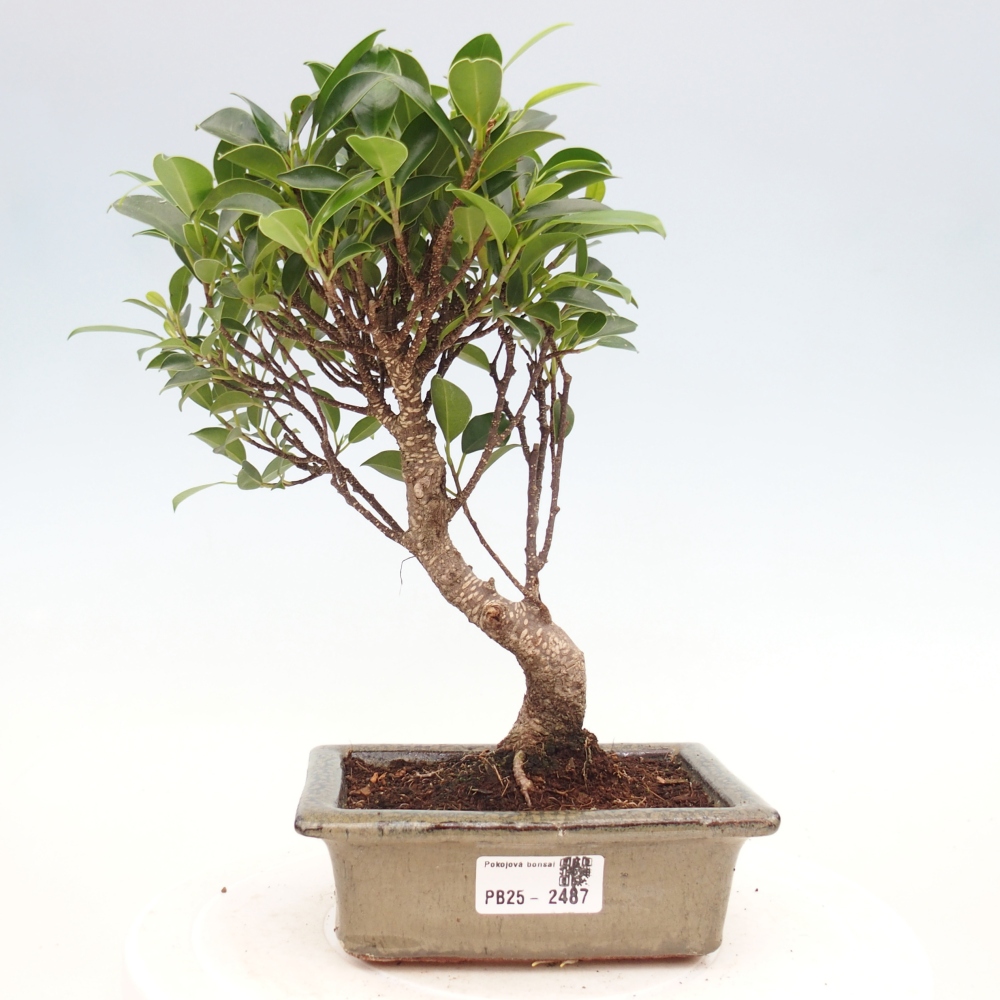 Izbová bonsai - Ficus retusa - malolistý fikus