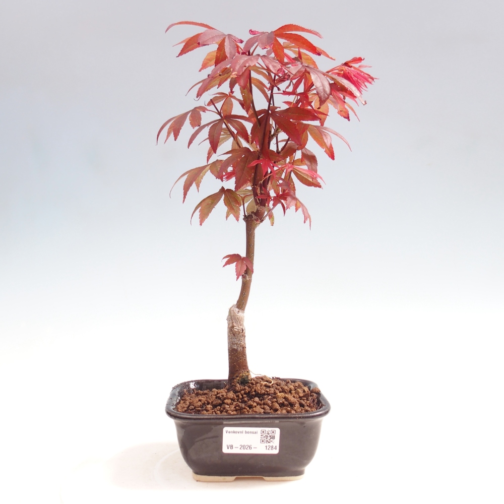 Vonkajšia bonsaj - palma Acer. Atropurpureum-Javor palmový