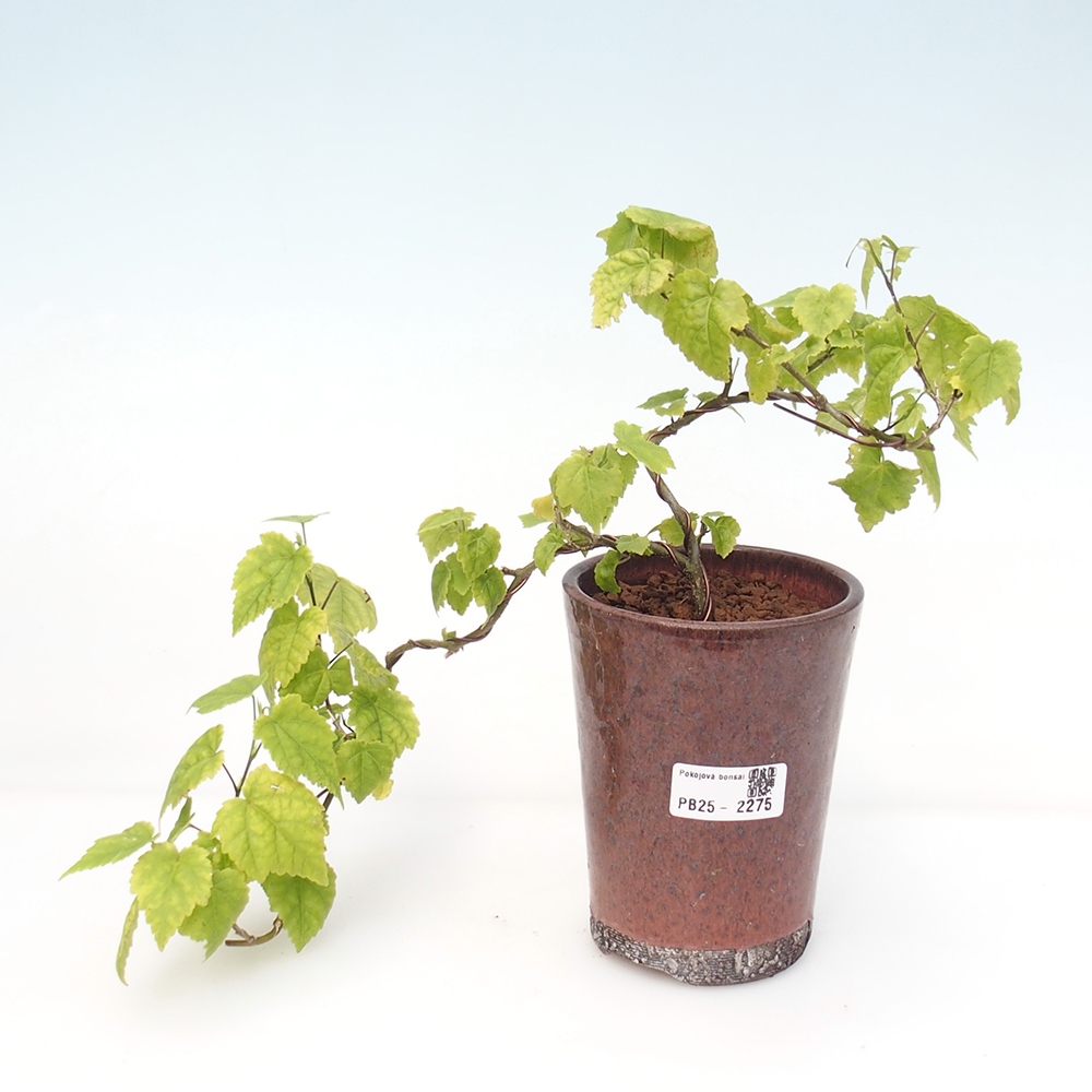 Izbová bonsai - Abutilon Big Bell - Mračniak poříční