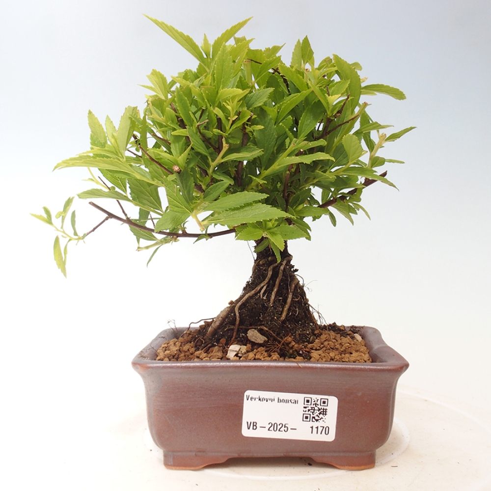 Vonkajší bonsai -malolistý tavoľník - Spirea japonica GENPSI