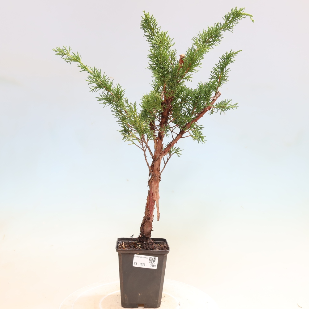 Vonkajší bonsaj - Juniperus chinensis Kishu