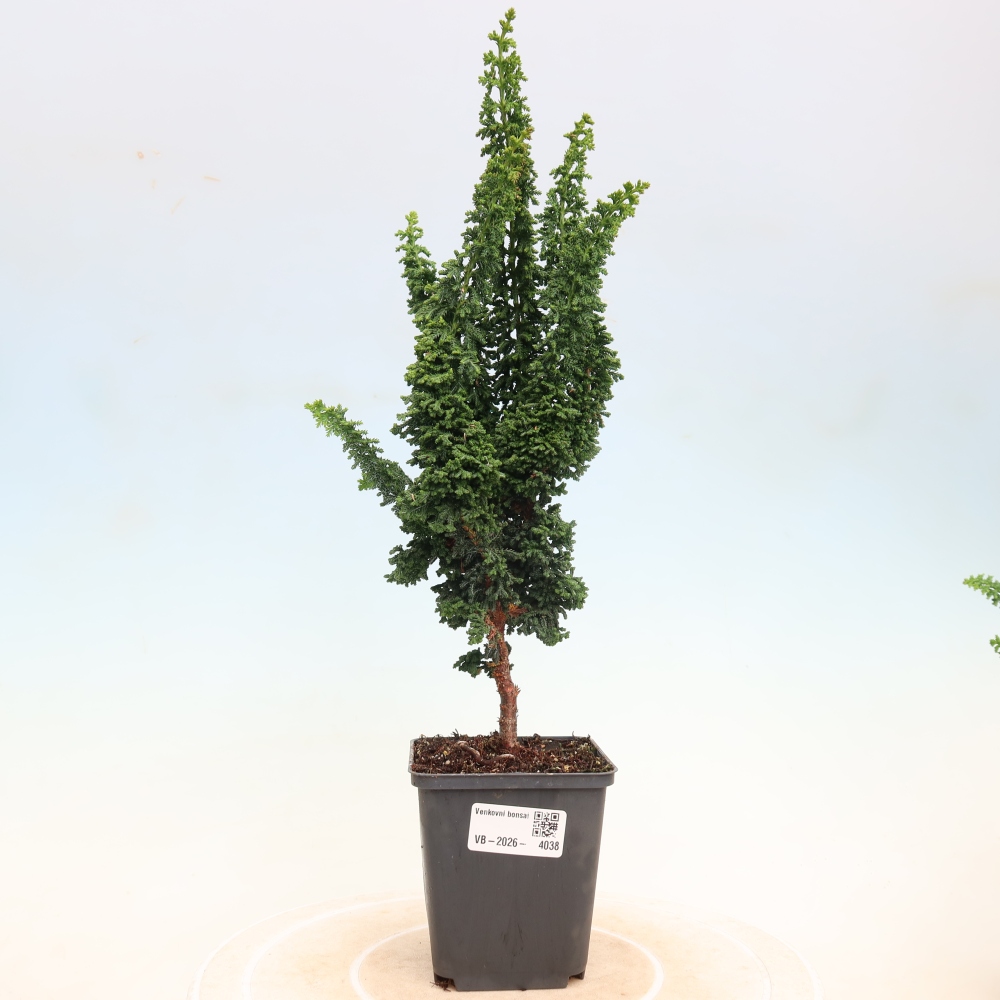 Vonkajší bonsaj - Cham. obtusa SEKKA HINOKI - Cypruštek