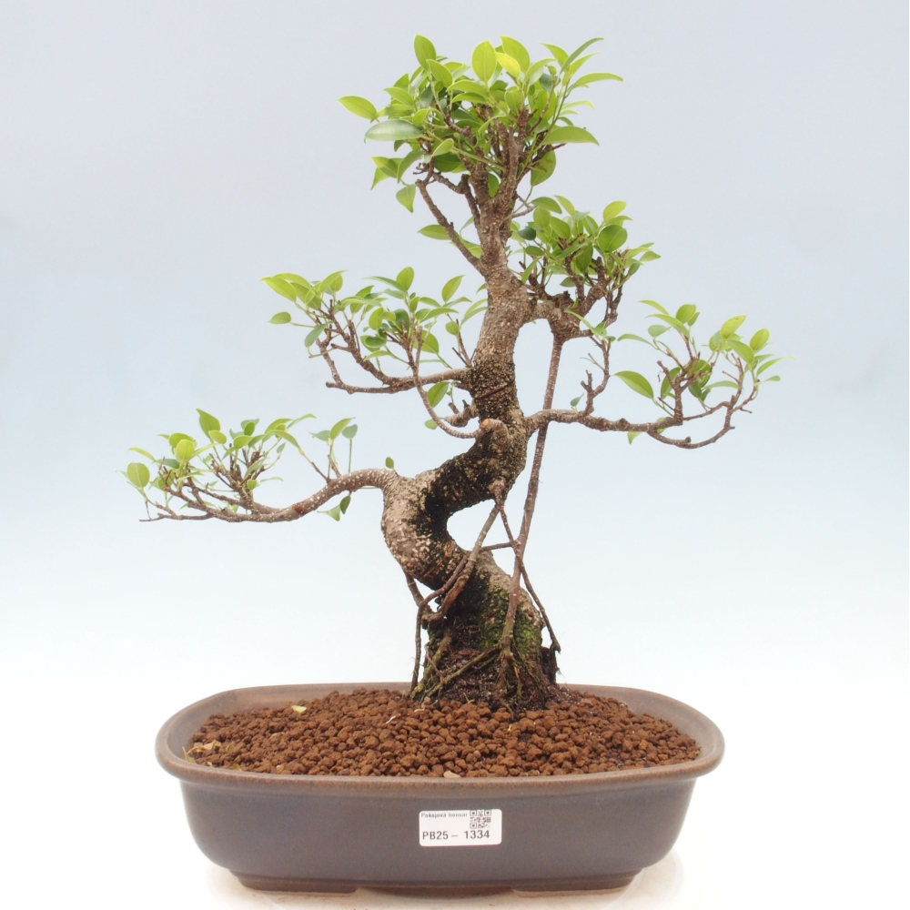 Izbová bonsai - Ficus kimmen - malolistý fikus