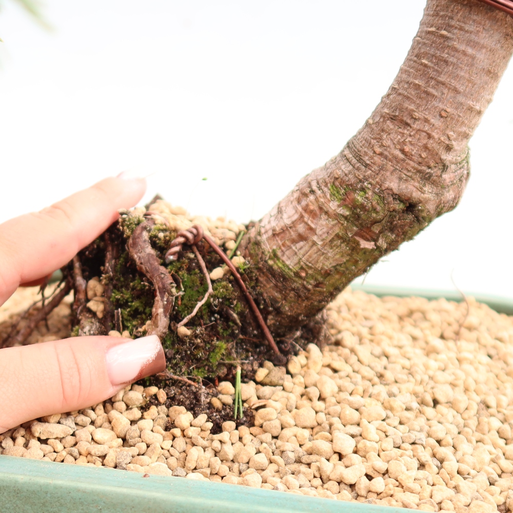 Vonkajšie bonsaje – Pinus mugo Humpy – borovica krivá