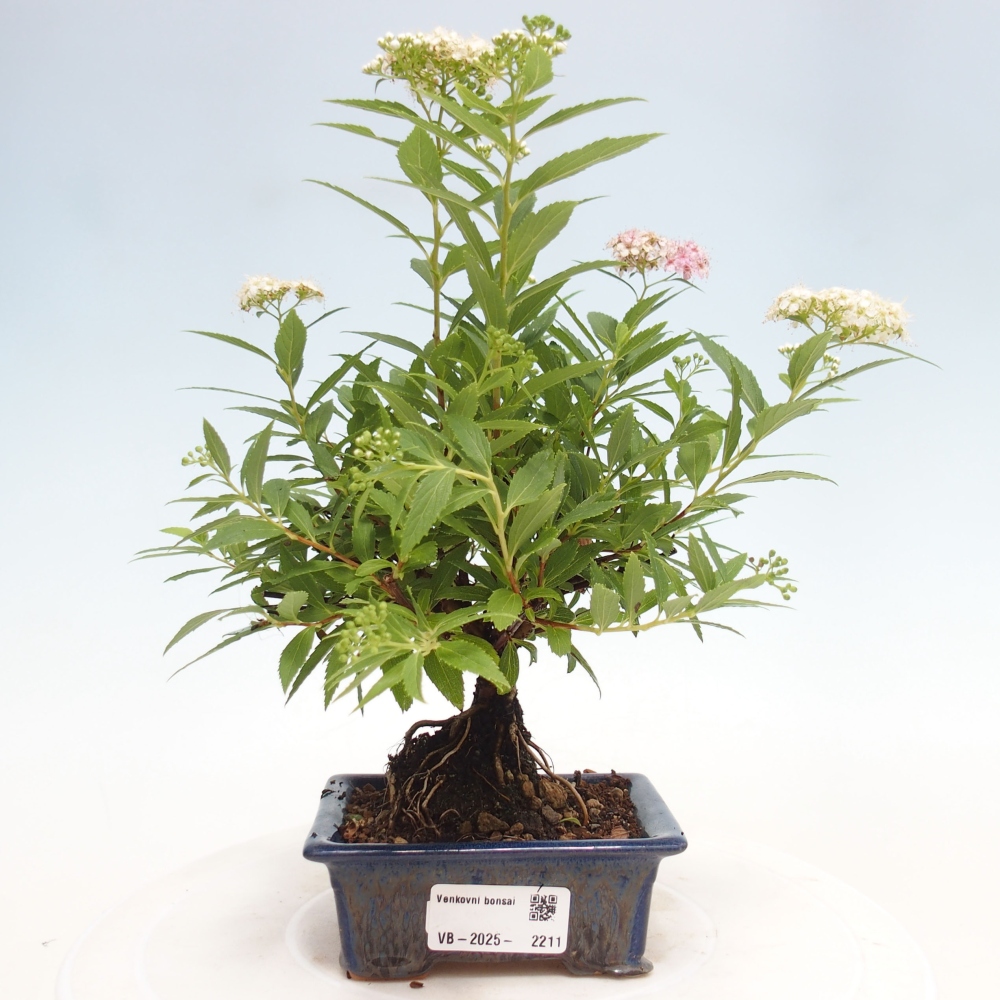 Vonkajší bonsai -malolistý tavoľník - Spirea japonica GENPSI