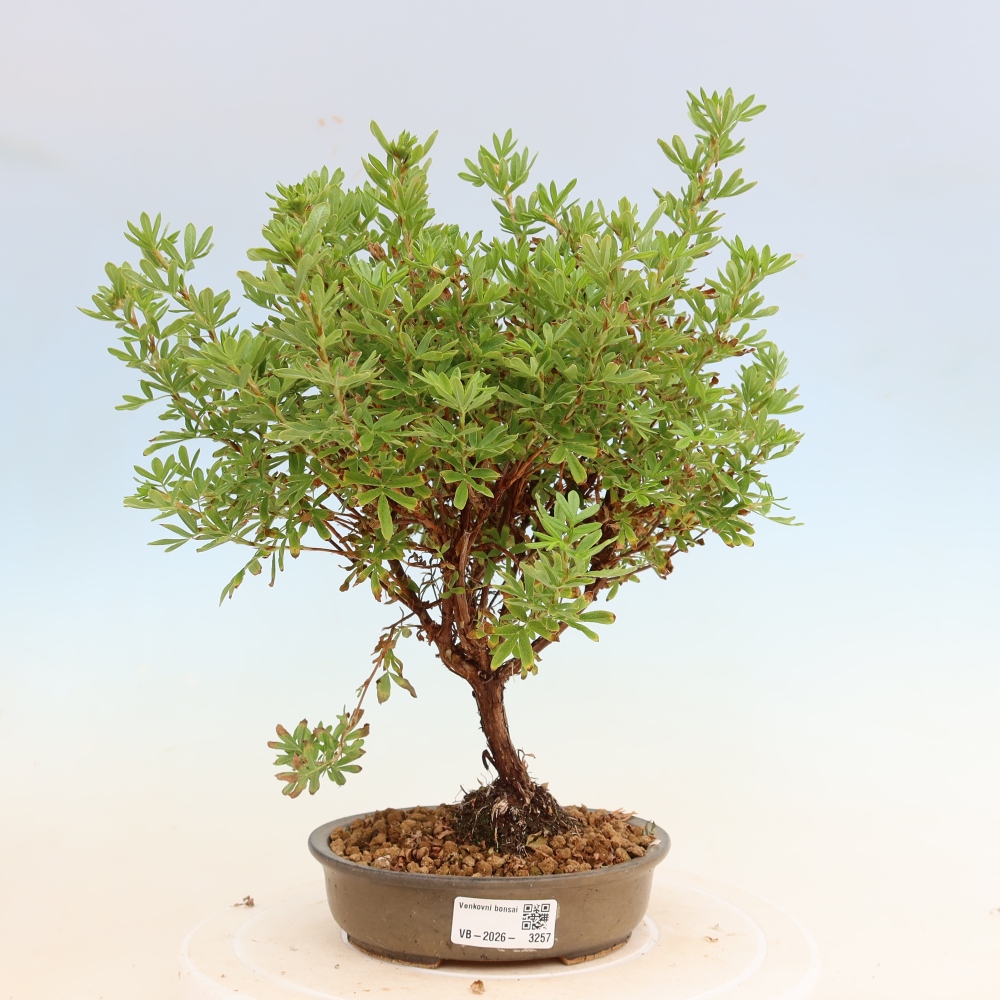 Vonkajší bonsai – Potentila fruticosa – Potentila fruticosa Bellissima