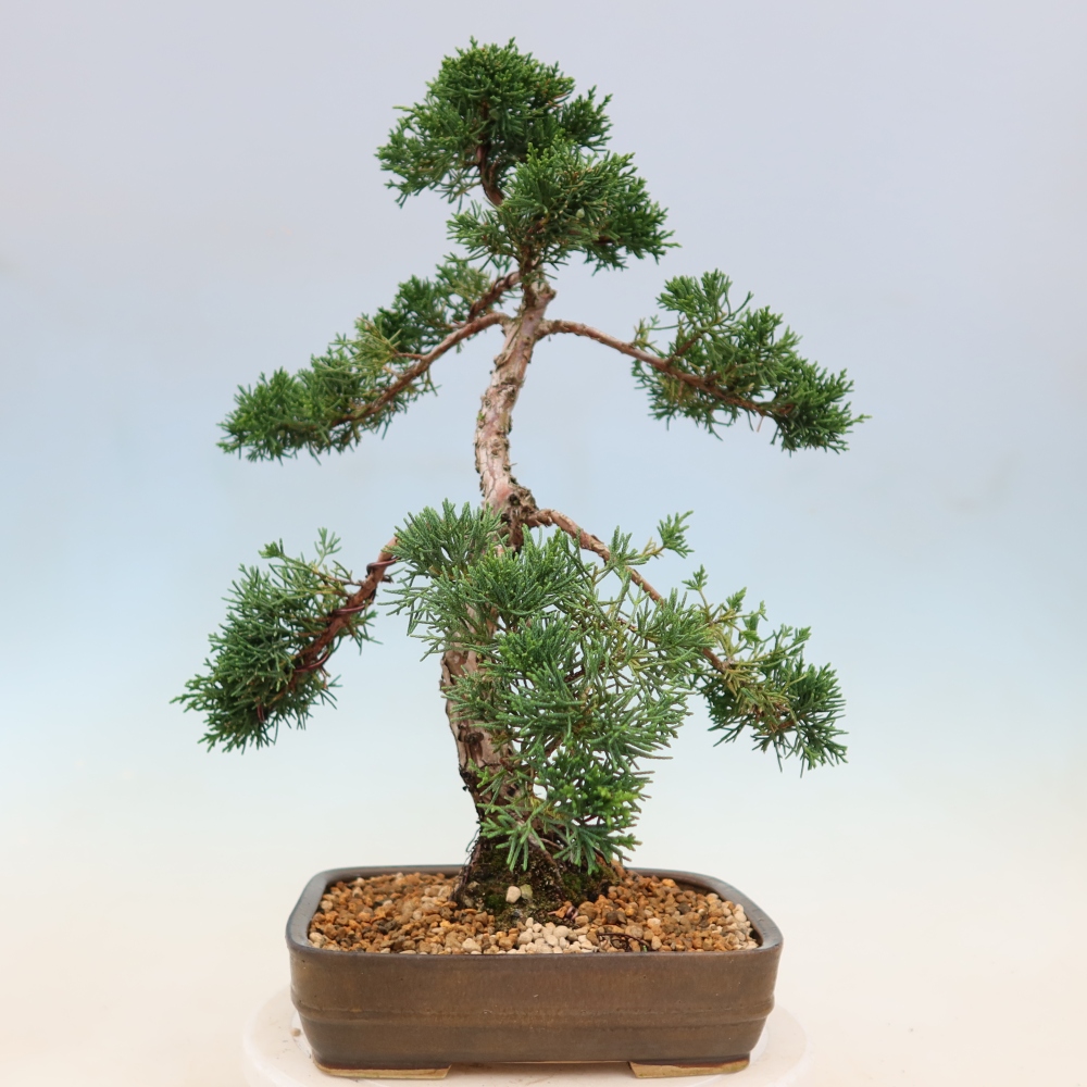Vonkajší bonsaj - Juniperus chinensis Kishu