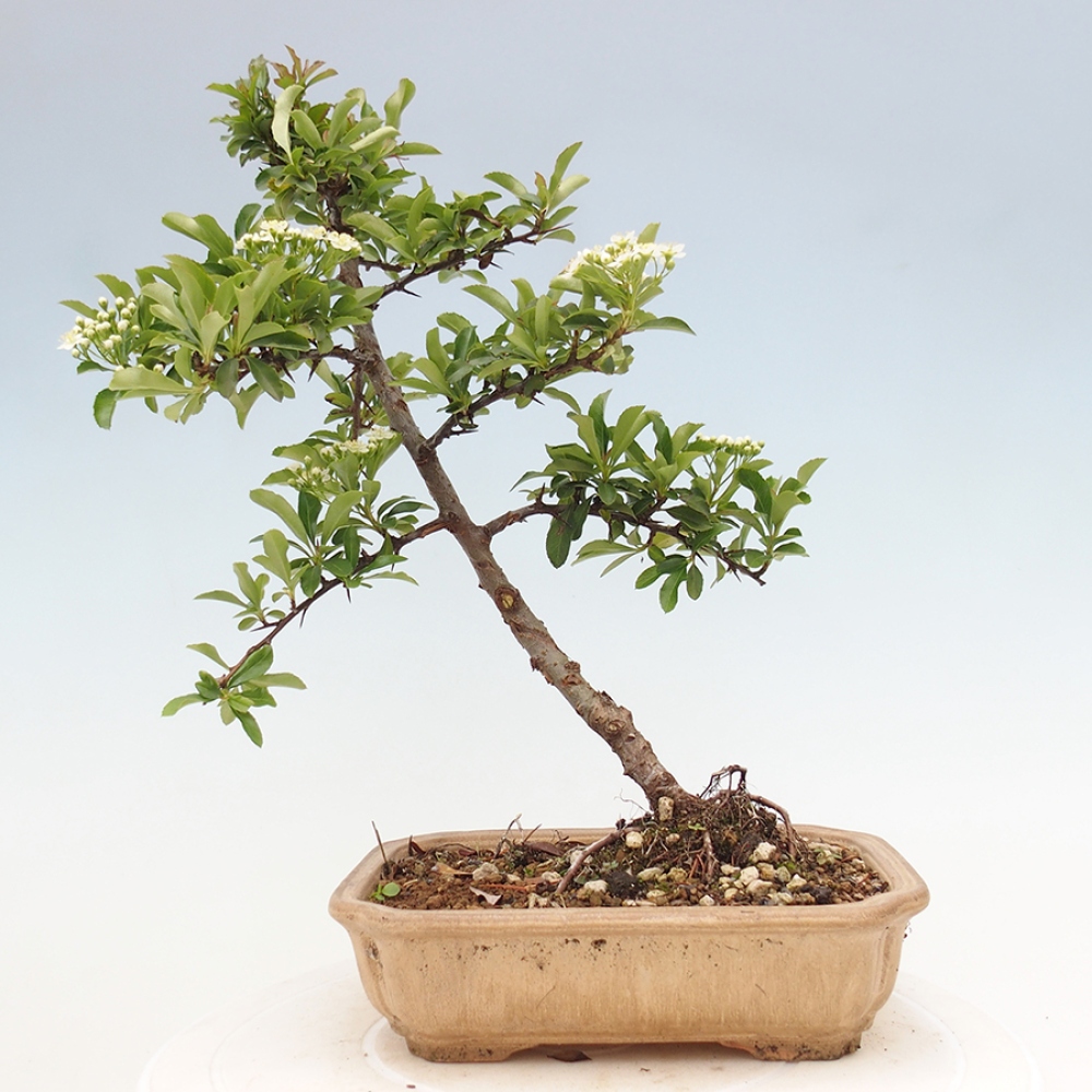 Vonkajšia bonsai-Pyracanta Teton -Hlohyně
