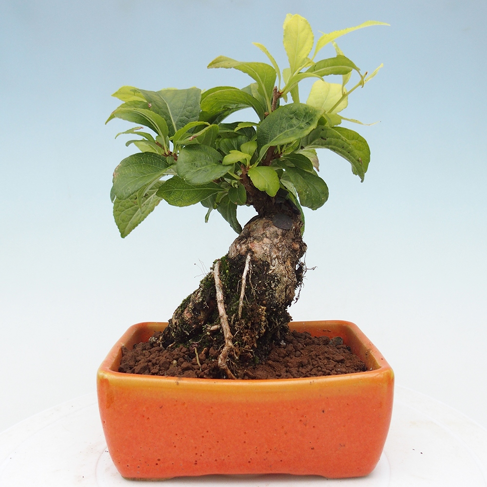 Vonkajšie bonsai - Celastrus Jesenec