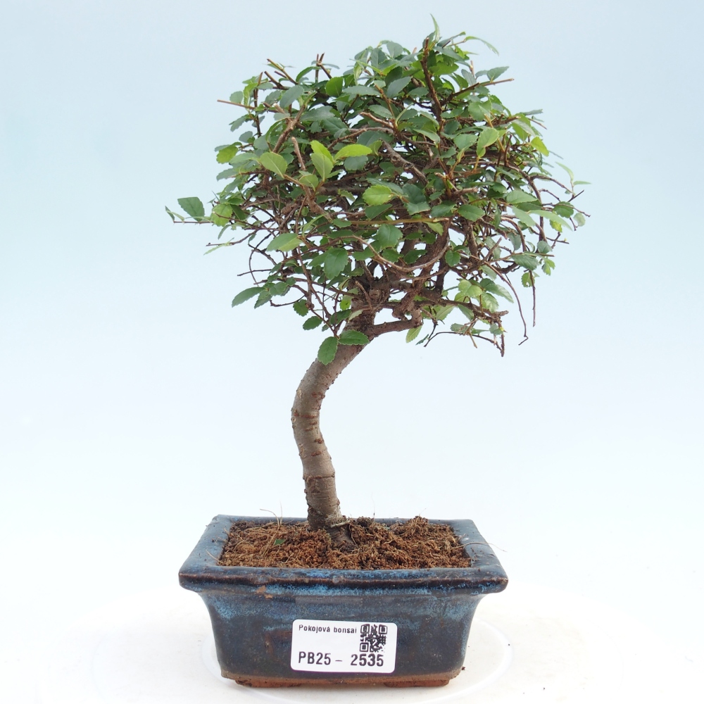 Izbová bonsai - Ulmus parvifolia - Malolistý jilm