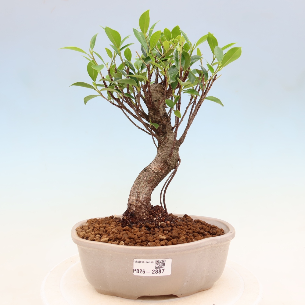Izbové bonsaje - Ficus kimmen - drobnolistý fikus