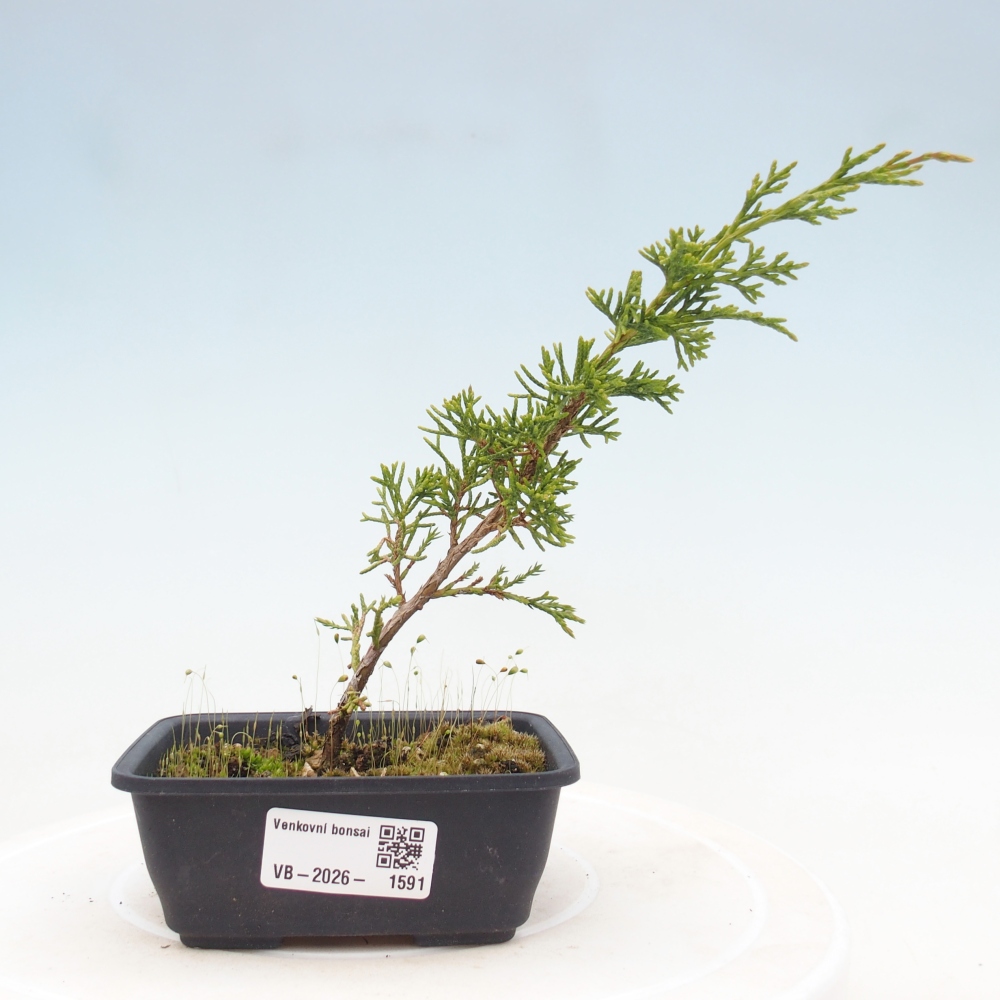Vonkajší bonsaj - Juniperus chinensis Itoigawa