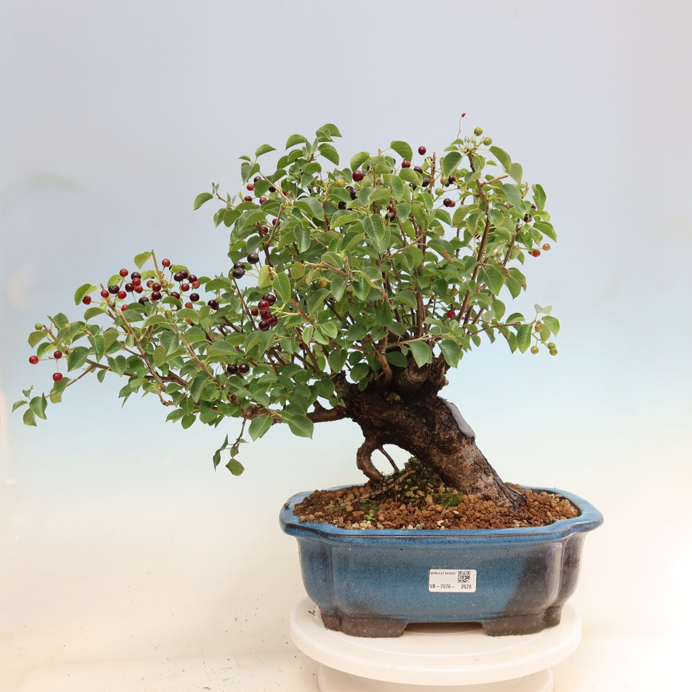 Vonkajší bonsai – Mahalebka – Prunus mahaleb