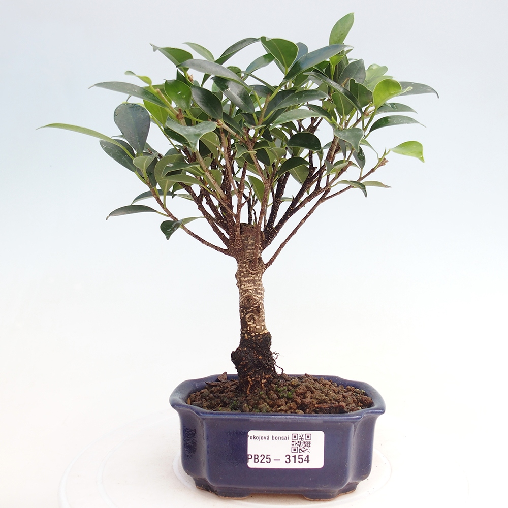 Izbové bonsaje Ficus retusa kimmen