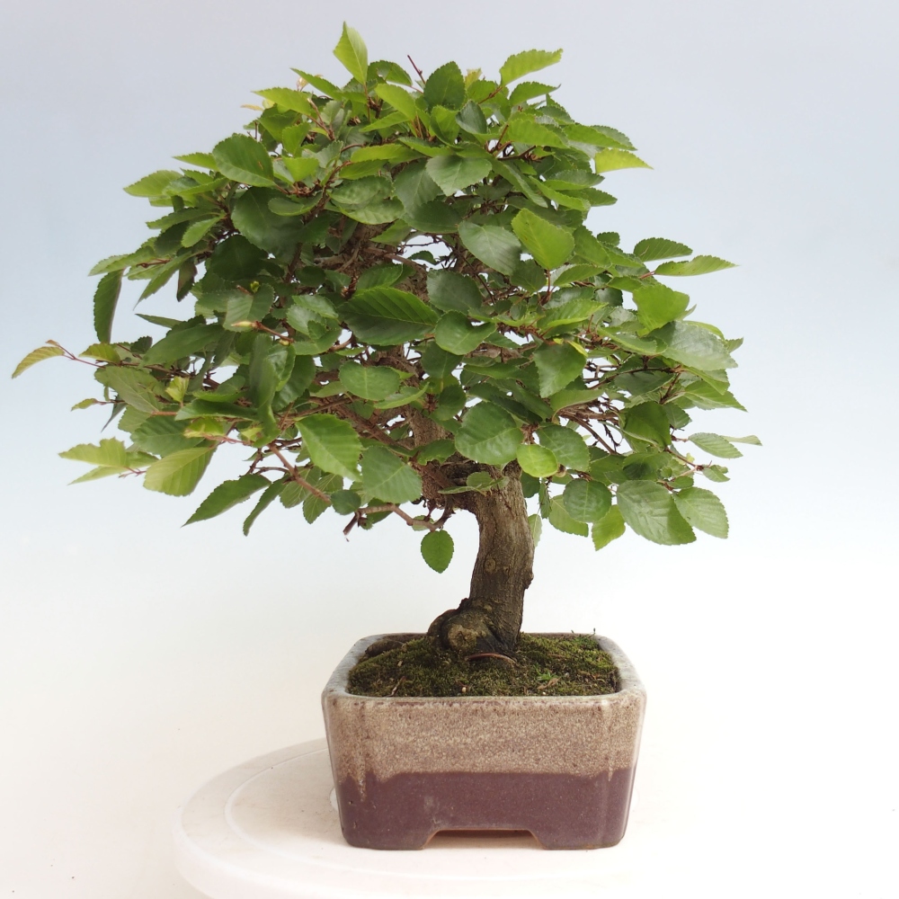Vonkajší bonsai -Carpinus CARPINOIDES - Hrab kórejský