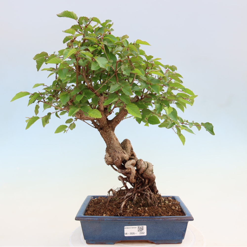 Vonkajší bonsaj -Carpinus coreana - Hrab kórejský