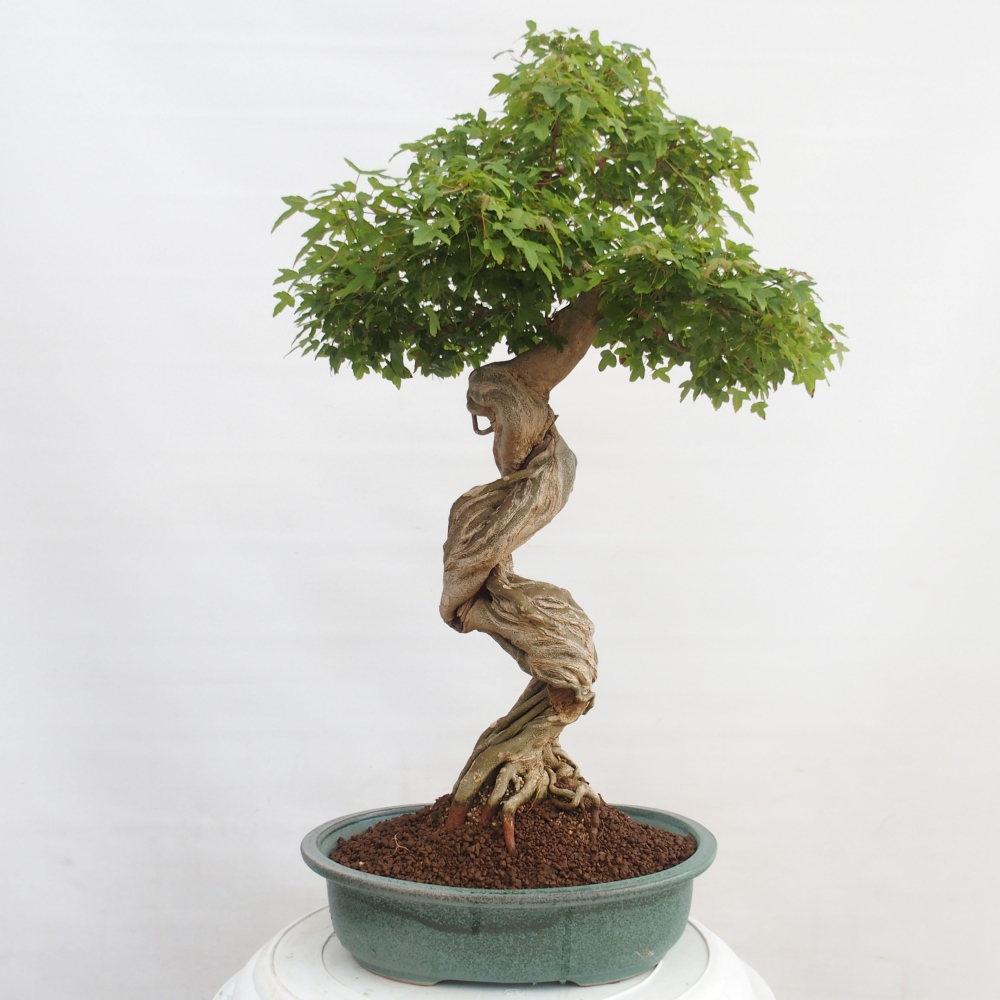 Vonkajšie bonsai - Javor Buergerianum - Javor Burgerův