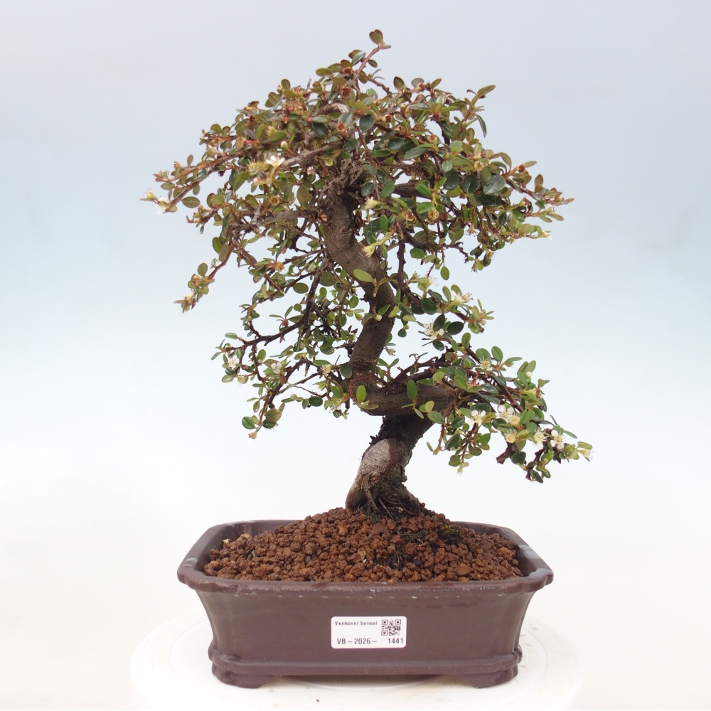 Vonkajší bonsaj-Cotoneaster dammeri - Damerova skala