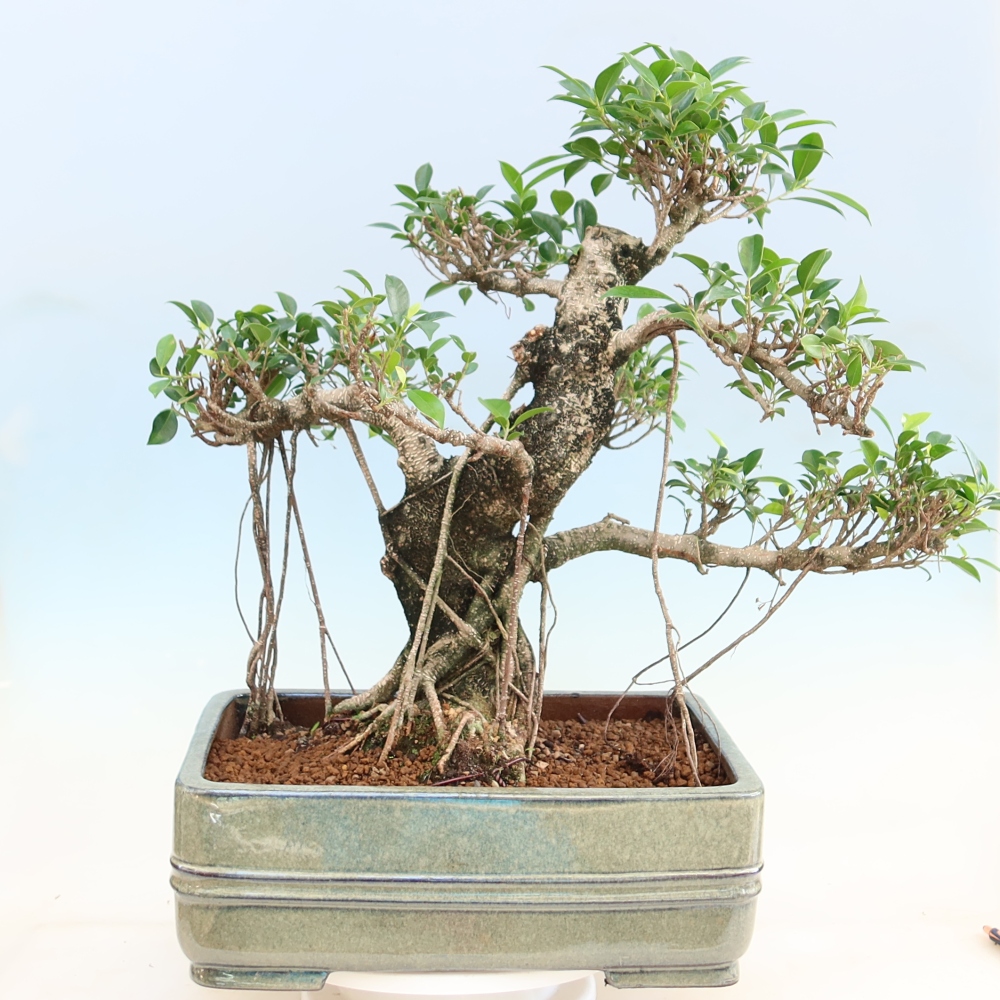 Izbové bonsaje - Ficus kimmen - drobnolistý fikus