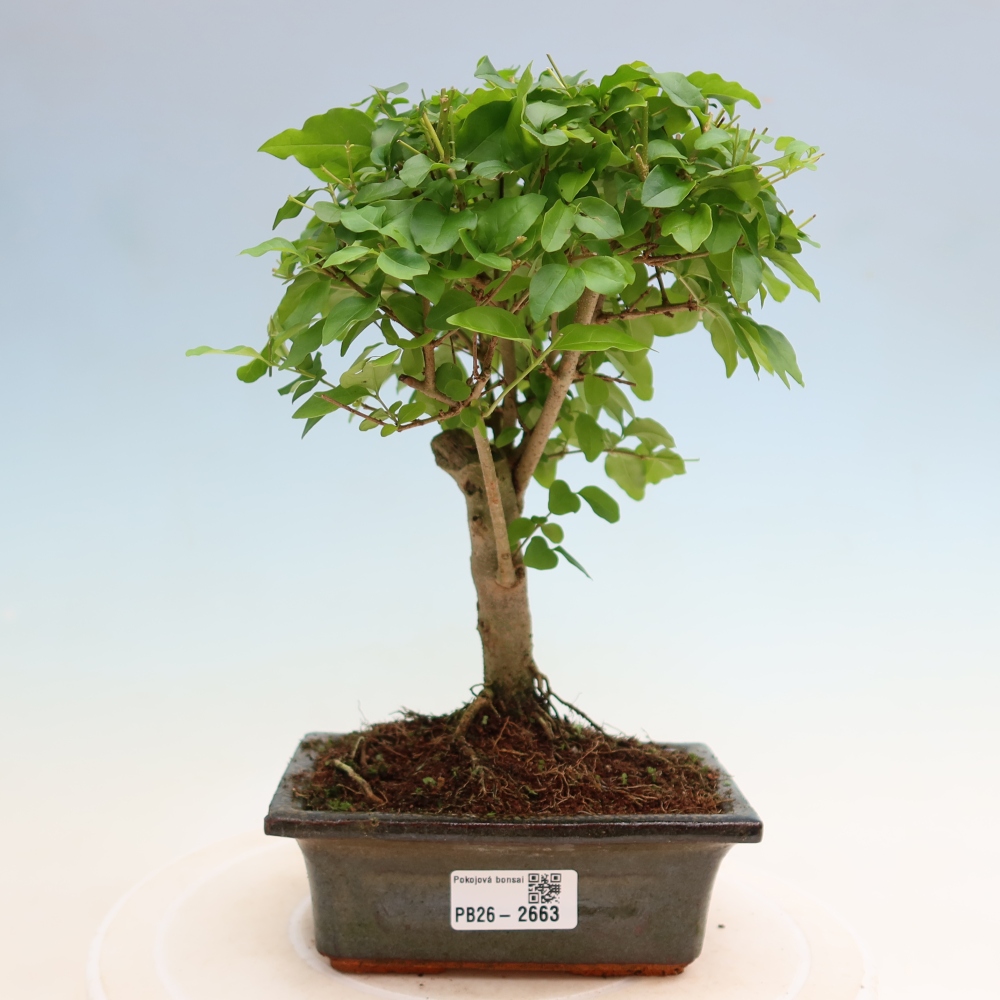 Izbový bonsaj -Ligustrum chinensis - Vtáčí zobák