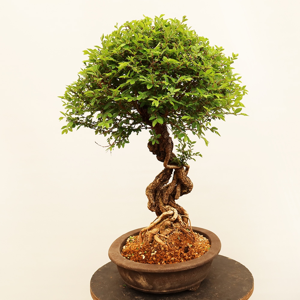 Vonkajšie bonsai - Zelkova - Zelkova NIRE