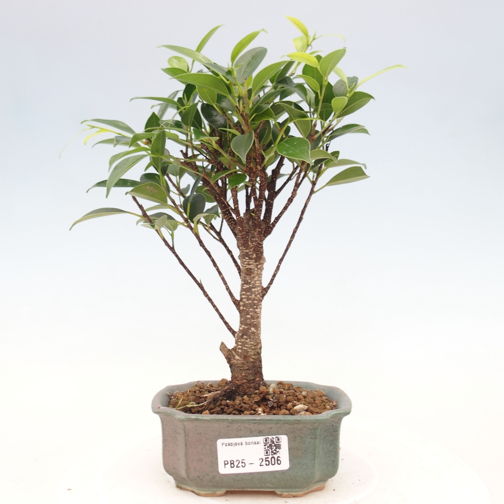 Izbová bonsai - Malolistý fikus - Ficus kimmen