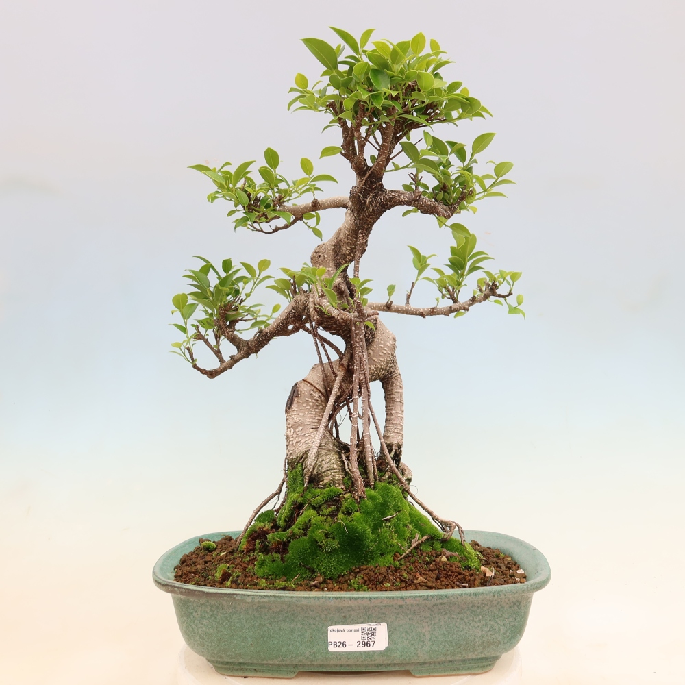 Izbové bonsaje - Ficus kimmen - drobnolistý fikus