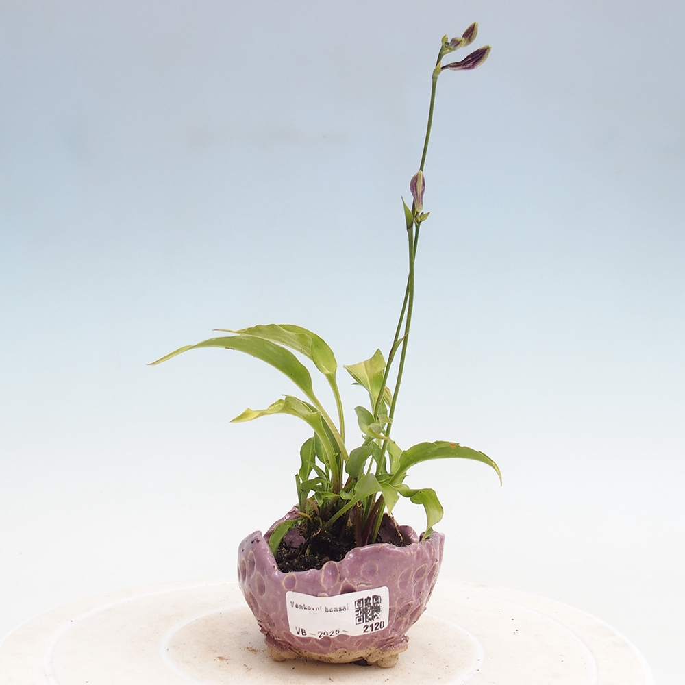 Vonkajšie bonsai - Mini Hosta - Bohyška