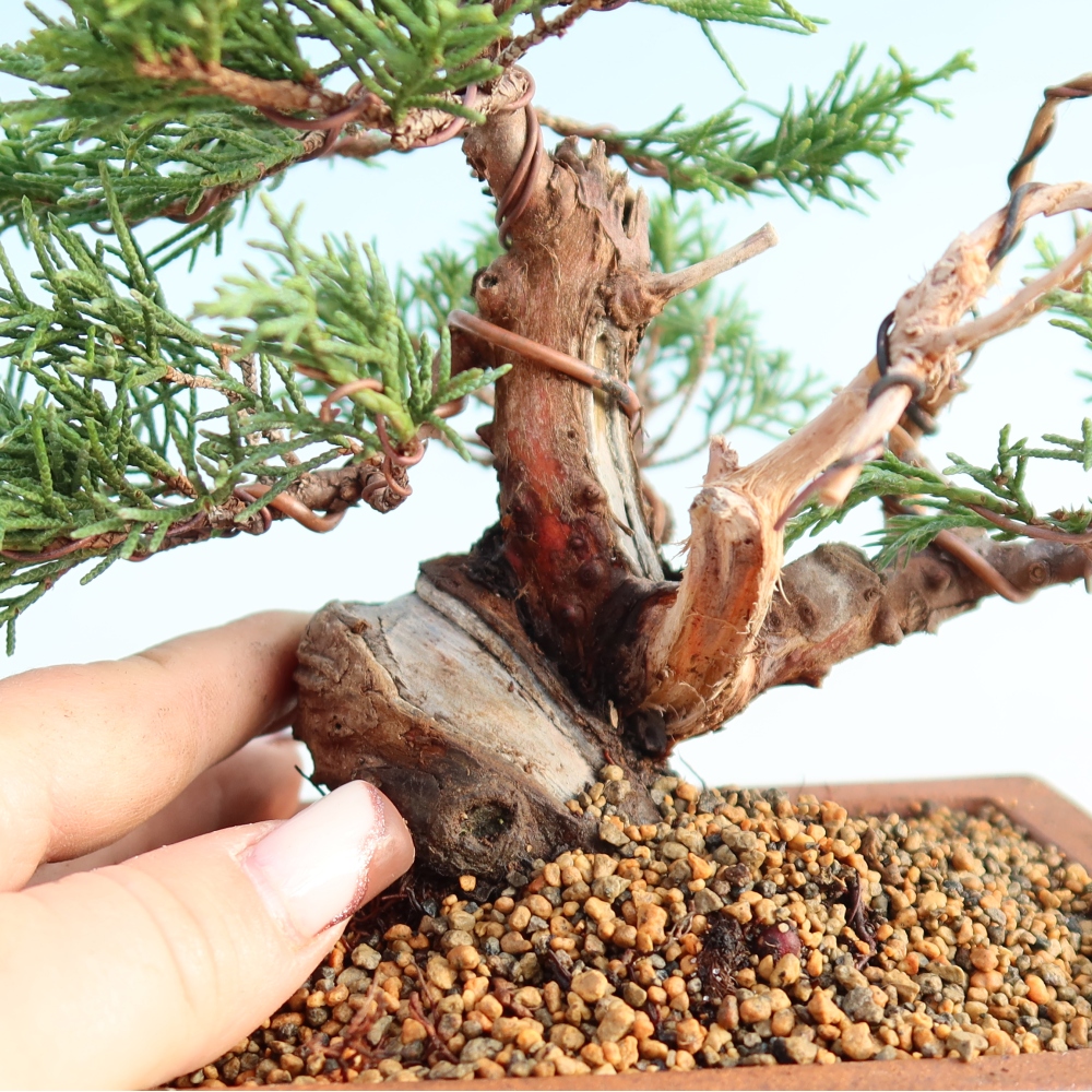 Vonkajší bonsai - Juniperus chinensis Itoigawa -Jalovec čínsky