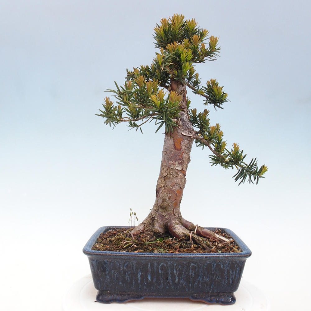 Vonkajší bonsai - Taxus cuspidata - Tis japonský