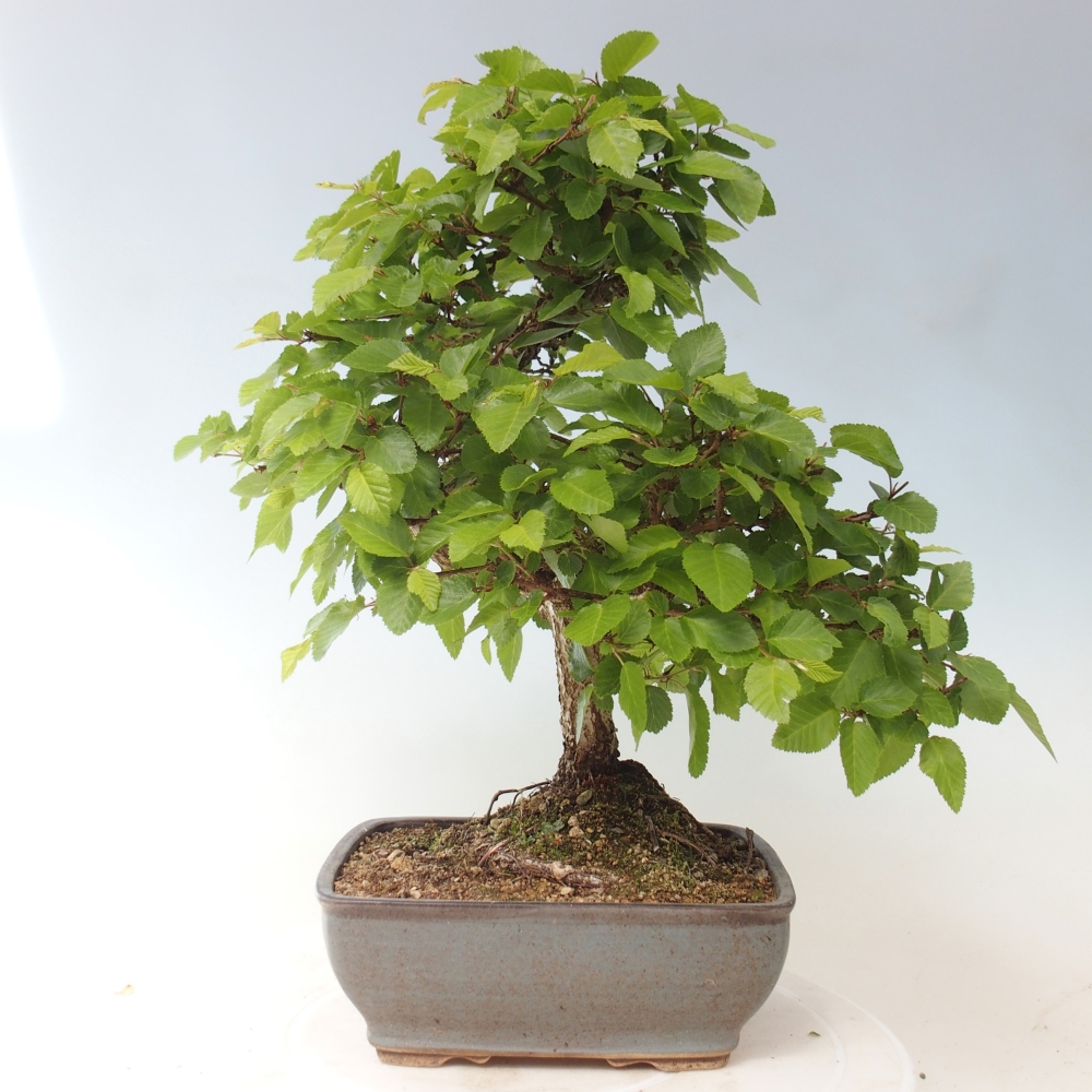 Vonkajšie bonsaje -Carpinus CARPINOIDES - Hrab kórejský