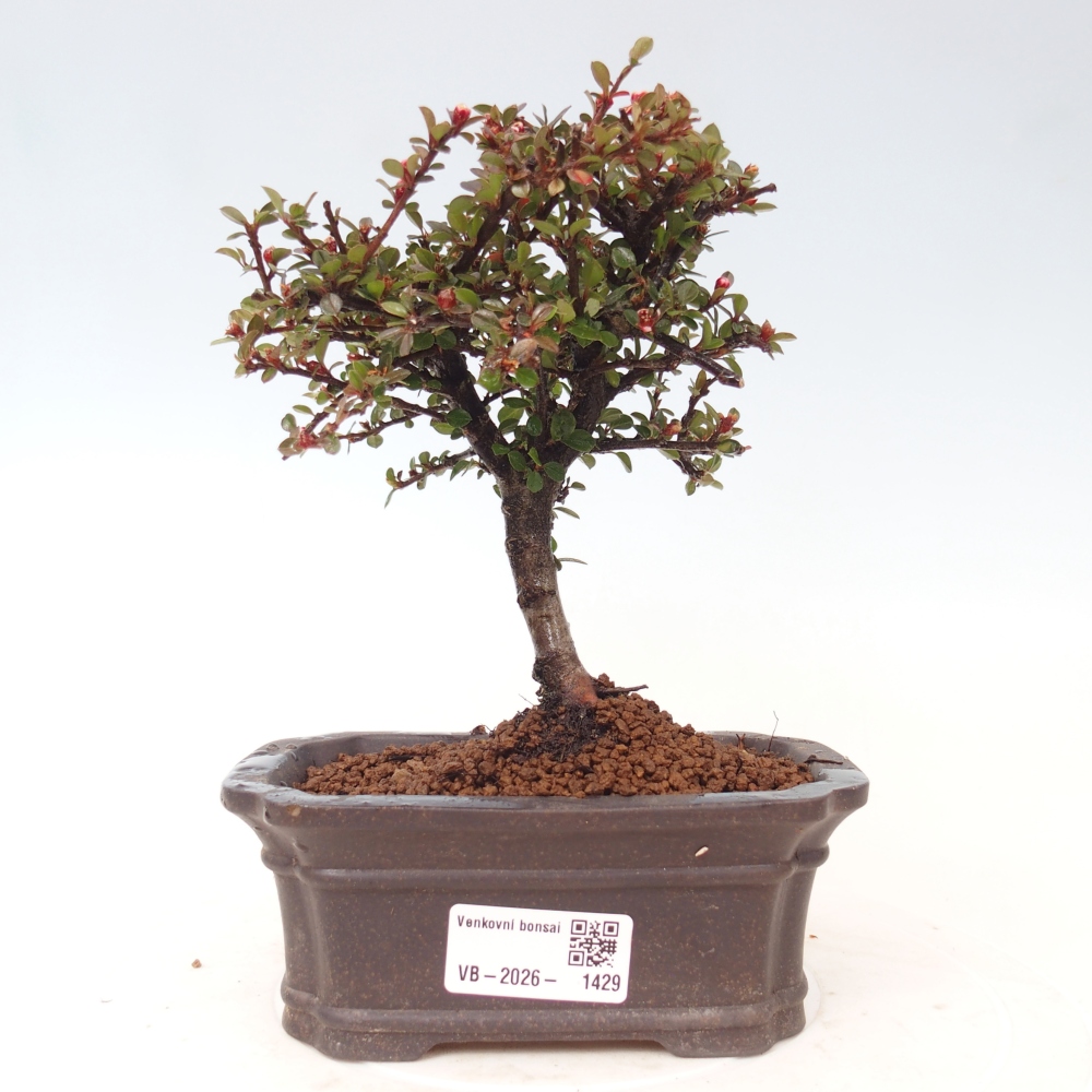 Vonkajšie bonsaje - Cotoneaster horizontalis - Skalnaté hory