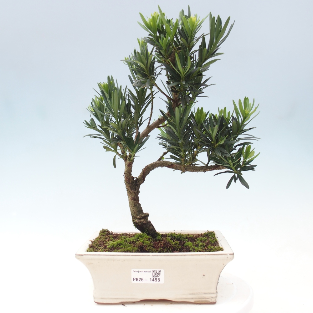 Izbové bonsaje - Podocarpus - Kamenný tis