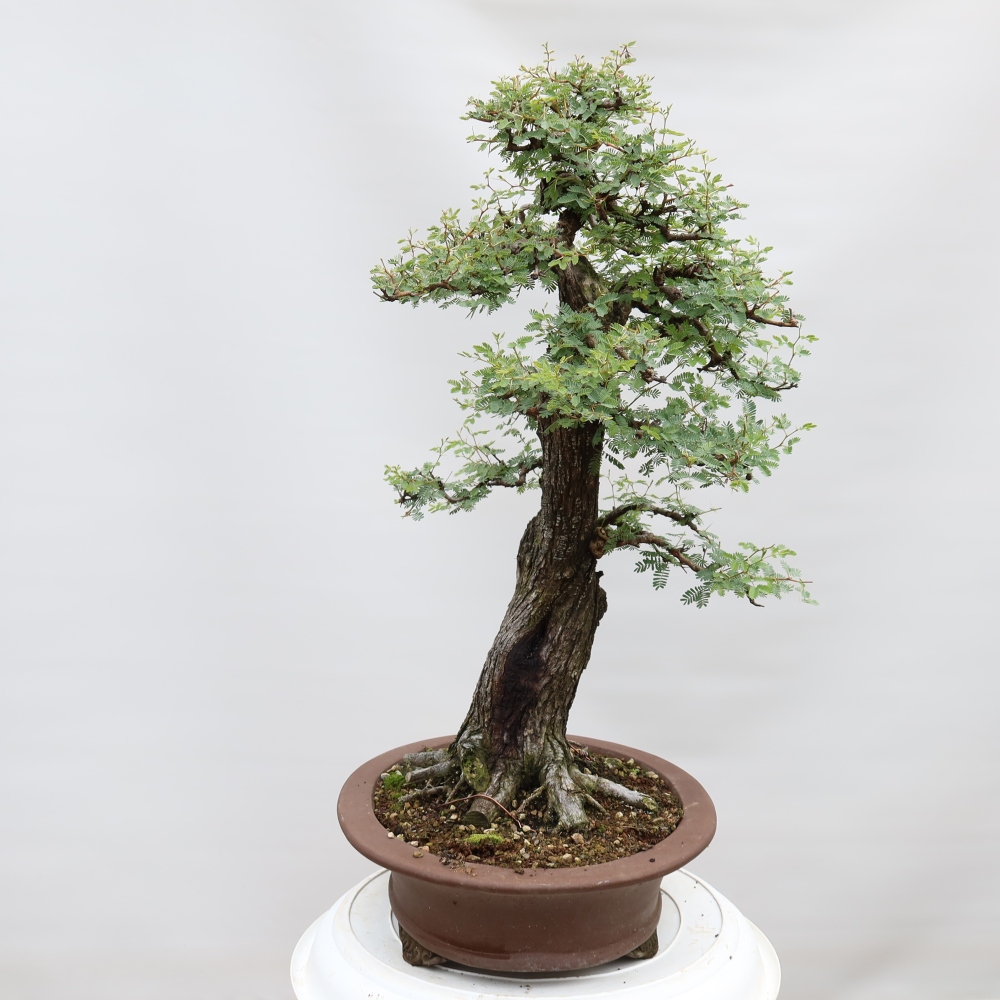 Izba bonsai – Akacia Arabica