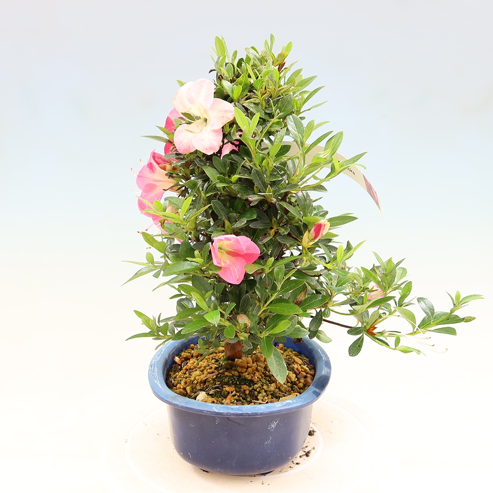Vonkajšie bonsaje - Japonské azalky - Azalea Santoka