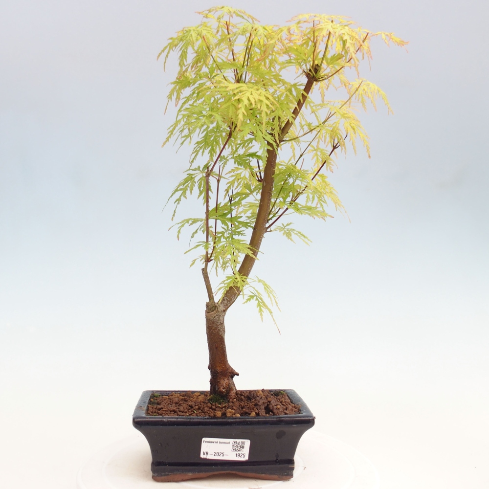 Vonkajšie bonsai - Acer palmatum Dissectum - Javor dlaňolistý 