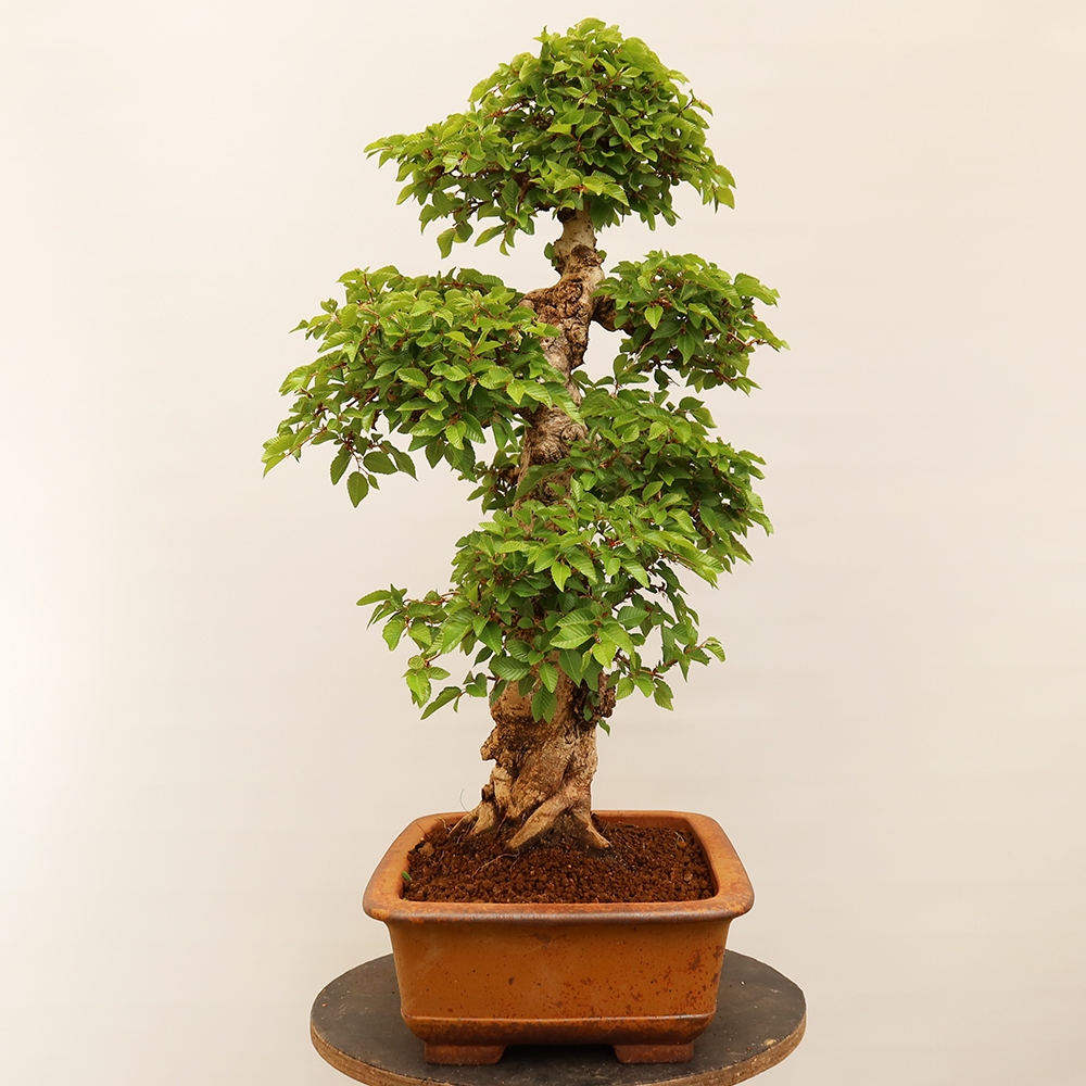 Vonkajší bonsai -Carpinus Coreana - Hrab kórejský