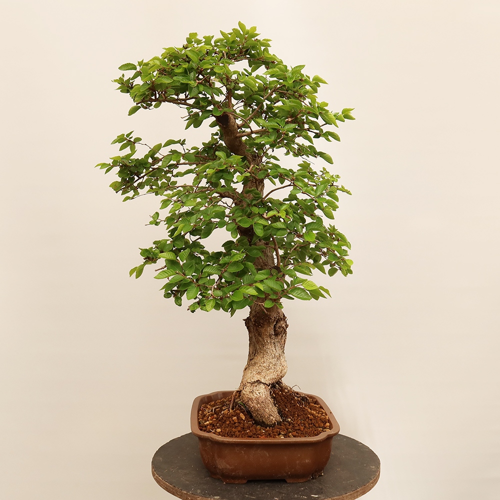 Vonkajší bonsai -Carpinus Coreana - Hrab kórejský