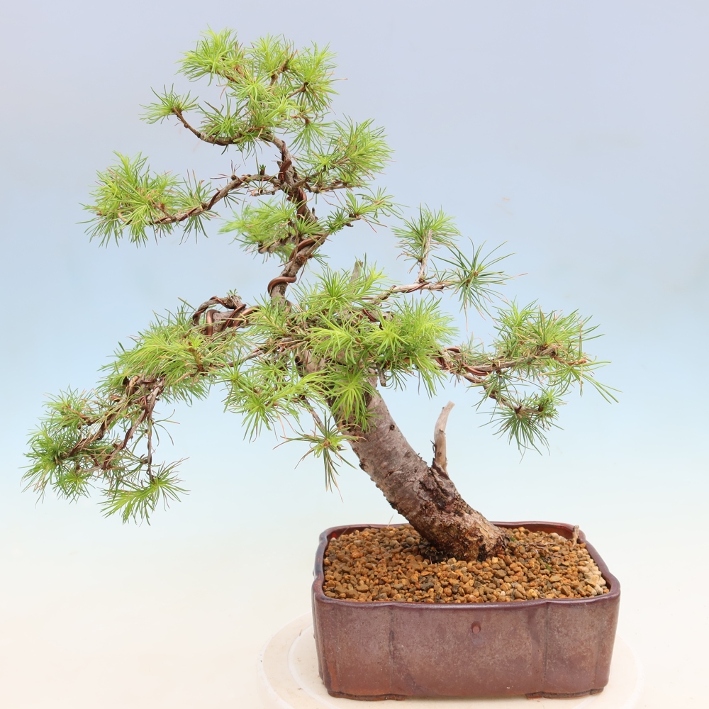 Vonkajšie bonsaje -Larix decidua - Smrekovec