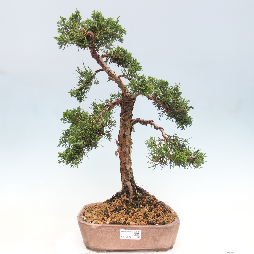 Vonkajší bonsaj - Juniperus chinensis Kishu