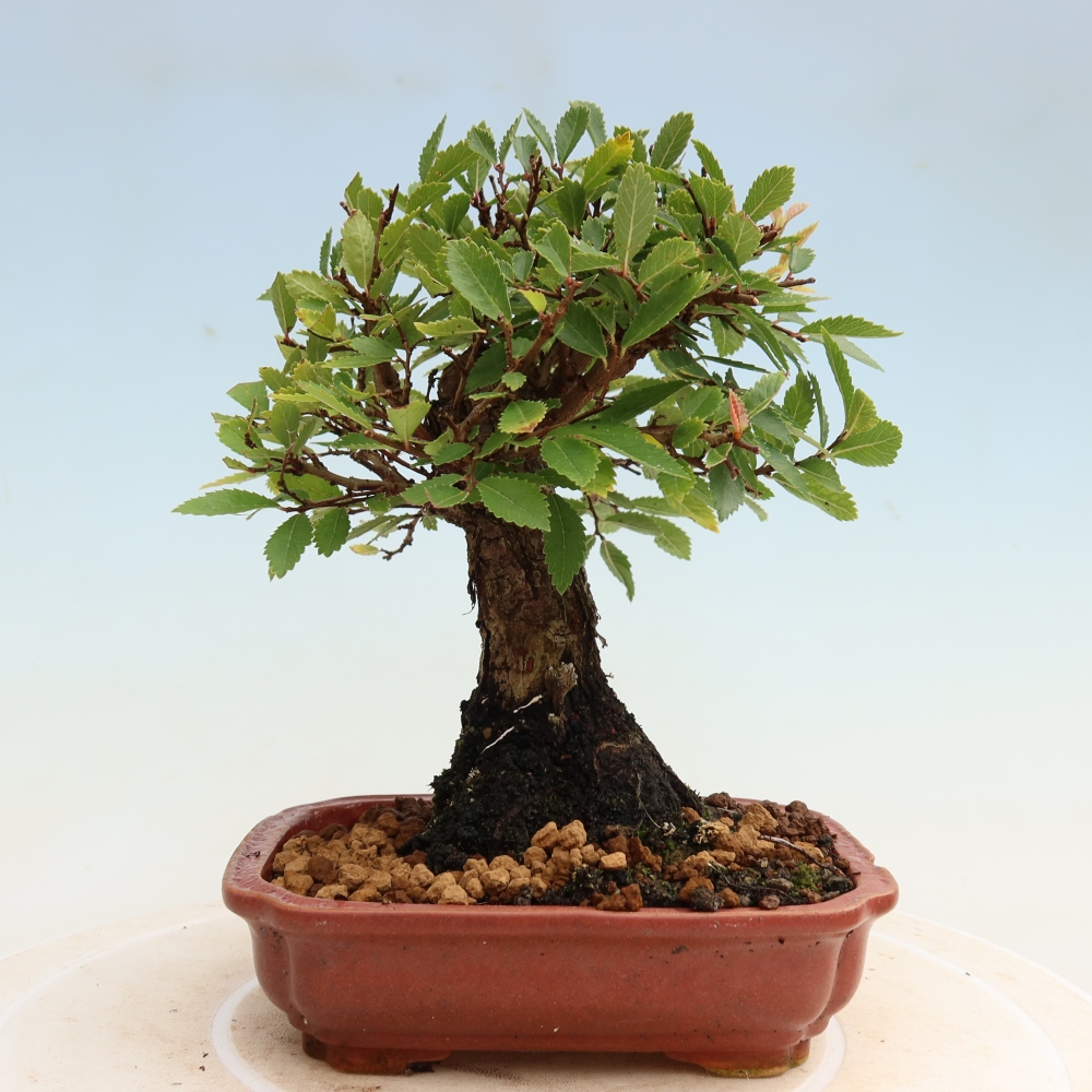 Vonkajšie bonsaje - Zelkova - Zelkova NIRE
