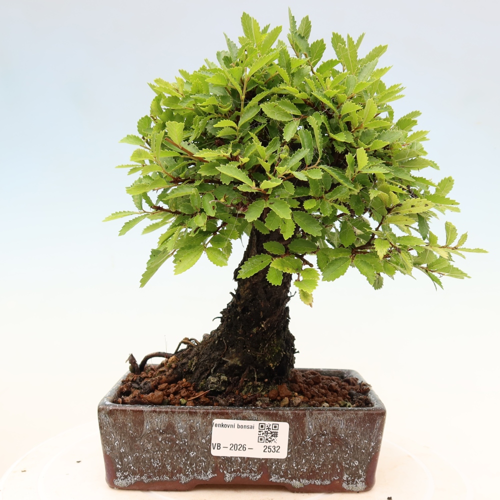 Vonkajšie bonsaje - Zelkova - Zelkova NIRE