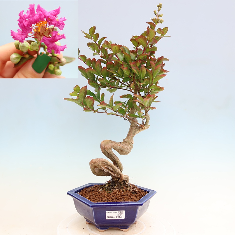 Izba bonsai – Lagerstroemia indica – indický orgován