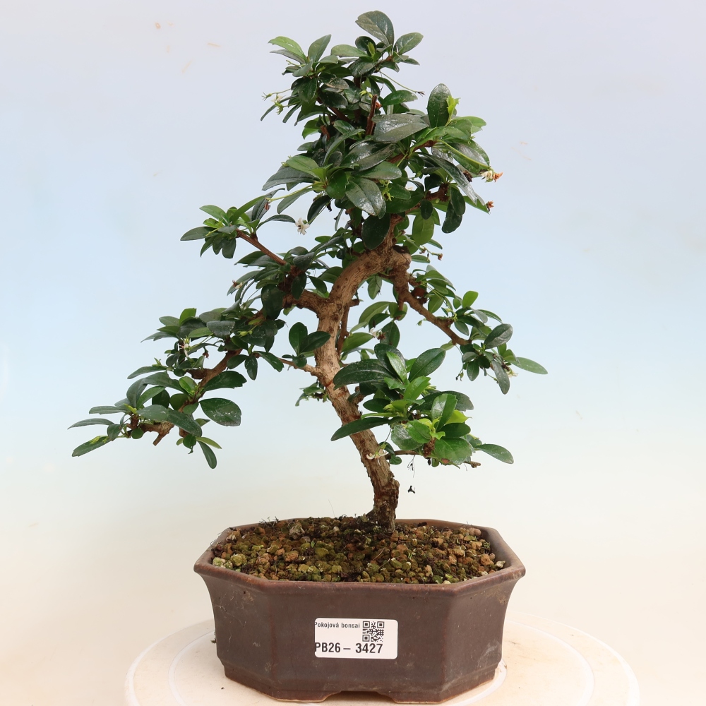 Izbové bonsaje - Carmona macrophylla - Tea fuki